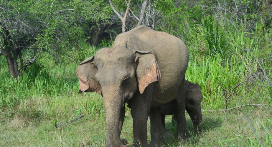 Olifanten in Sri Lanka